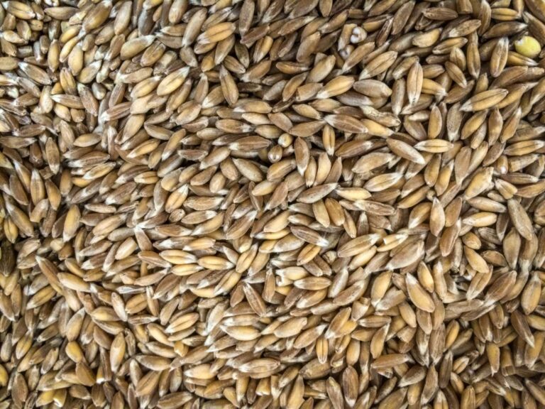 emmer2 scaled 1024x1024@2x