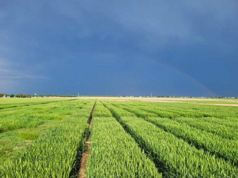 field